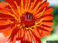 orange hawkweed: Hieracium aurantiacum (Asterales: Asteraceae ...