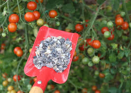 how to fertilize tomato plants for your