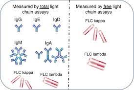 kappa κ and lambda λ light chains