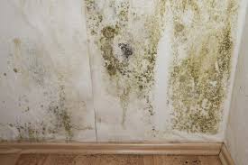 Mold And Mildew Growth In Your Rv