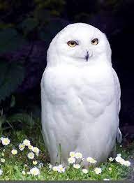 Burung hantu salju biasanya tersebar di negara negara yang memiliki musim salju. Burung Hantu Putih Burung Burunghantu Owl Whiteowl Burung Hantu Salju Burung Hantu Boneka Burung Hantu