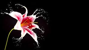 Condividi questa bellissima immagine sui fiori con dedica. La Boutique Del Fiore Carollo Fiori Centrale Di Zugliano Vi