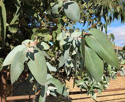Eucalyptus globulus leaf oil, eucalyptus globulus leaf water. Ufei Selectree A Tree Selection Guide