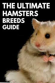 The Ultimate Hamster Breeds Guide Hamsters 101
