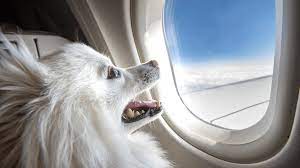 pet friendly airlines in singapore