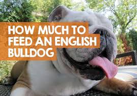 Instead of buying just one dry kibble for your french bulldog, you should really rotate a so now you probably see that there's no such thing as the best food for french bulldogs, not one available on supermarket shelves at least. How Many Cups Of Food Should I Feed My English Bulldog Chart Guide