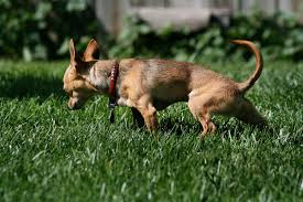 ility to urinate in dogs symptoms
