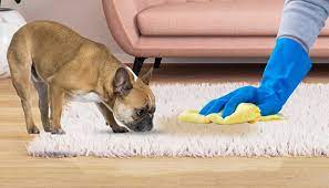 how to get dog out of your carpet