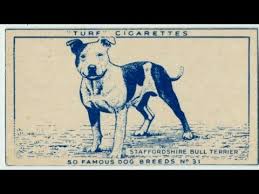 Why are staffordshire bull terriers considered by some as the chav dog of choice and what does this tell us about british attitudes to class? Vintage Staffordshire Bull Terrier The Mascot Of England Youtube