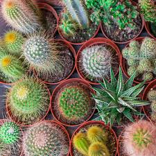 Velg blant mange lignende scener. Unusual And Exotic Cacti Plants From Seeds