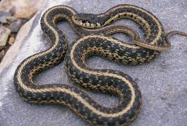 questions about snakes georgia dnr has