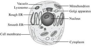 well labelled diagram of cell