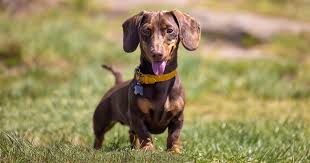 dachshund breed guide photos traits
