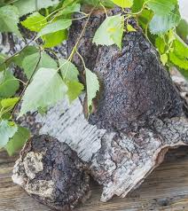 Chaga 101 Facts And Benefits About Chaga Mushrooms You Must