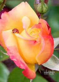 Rosa di maggio: amore e purezza