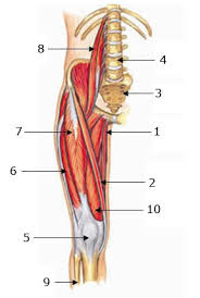 Muscle and tendon characteristics classic human anatomy in motion: Upper Leg Muscles Short Web Anatomy