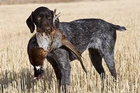 Get $10 off with 12 active birddogs promo codes & coupons at hotdeals. Bird Dogs For Sale Near Me