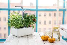The Best Indoor Gardens To Gift This Year