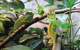 carpet chameleon information and care