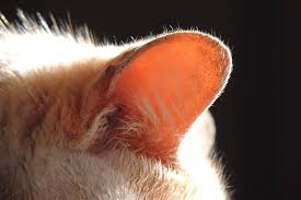 Find how natural pet remedies can cure your cat's ear ear problems in cats should first be addressed or prevented with appropriate cat ear care. A Guide To Cat And Kitten Hearing And Ear Care