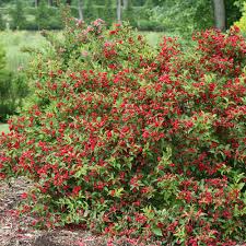 Shop dogwood trees and other flowering trees at spring hill nursery. Sonic Bloom Red Reblooming Weigela Weigela Florida Proven Winners