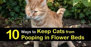 Keep Cats From Ing In Flower Beds