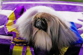 Westminster Dog Show 2021 Results ...