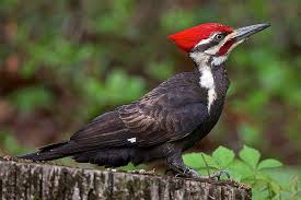 Fun Facts About Woodpeckers Bird Trivia