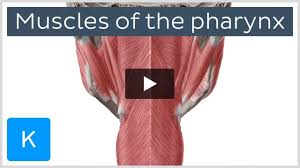 muscles of the pharynx anatomy