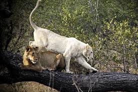 white lions the most mysterious of the