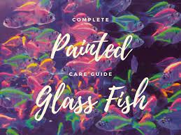 painted glass fish care