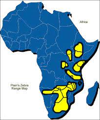 It's also used as a type of greeting among zebras. Jungle Maps Map Of Africa Where Zebras Live