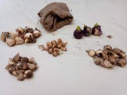 How do you identify them? The Mystery Of The Unidentified Bag Of Mixed Bulbs Doff Portland Limited
