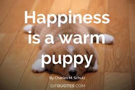 As long as you treat them with love and compassion, they will surely answer to those feelings, and bring you happiness. Happiness Is A Warm Puppy Gif Quotes
