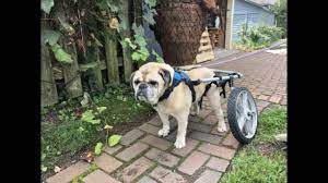 diy dog wheelchair how to you