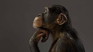 s chimpanzees monkeys
