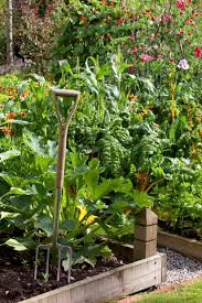 Kitchen Gardens 10 Steps To Grow Veg
