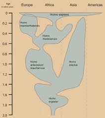 File Human Evolution Chart Svg Wikimedia Commons