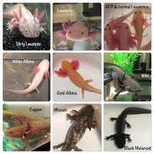 Axolotl Color Chart : rAquariums