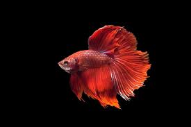 colorful fighting tropical fish