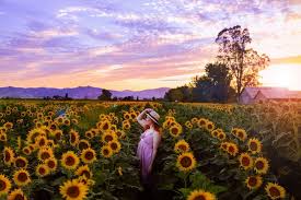 11 Best Sunflower Fields In California