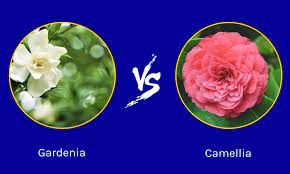 gardenia vs camellia 5 key differences