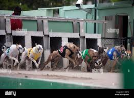 dog racing at the palm beach kennel