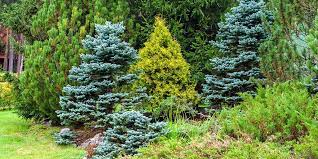 5 Reasons To Plant More Evergreens