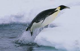 Unlike other penguins, the emperor penguin does not breed during the summer but lay their eggs and incubate them during the winter season. 10 Facts About Emperor Penguins National Geographic Kids