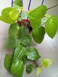 affordable betel plant