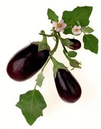 how to grow eggplant as a perennial