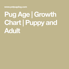 Pug Age Growth Chart Puppy And Adult Pugs Pugs