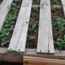 garden with raised pallet beds