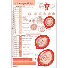 Pregnancy Baby Size Chart Week By Week Baby Gestation Chart